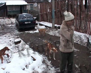 Стая собак держит в страхе целое село