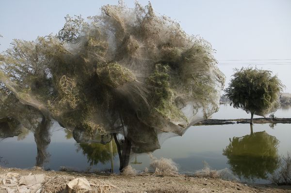 В Пакистане пауки паутиной убивают деревья 