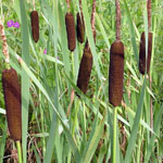 cane2.jpg