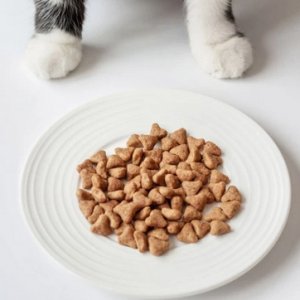 Корм для кошек: как правильно выбрать и обеспечить здоровое питание 