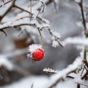 Прогноз погоди на вихідні 28–29 січня: вогко, похмуро та невеликі нічні морози