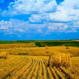 Как и кому будут продавать: Зеленский рассказал о рынке земли в Украине