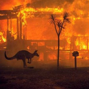 Масштабные пожары в Австралии: число погибших животных превысило миллиард