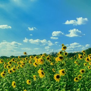 Серпневі вихідні: лагідне тепло та декілька літніх сюрпризів...
